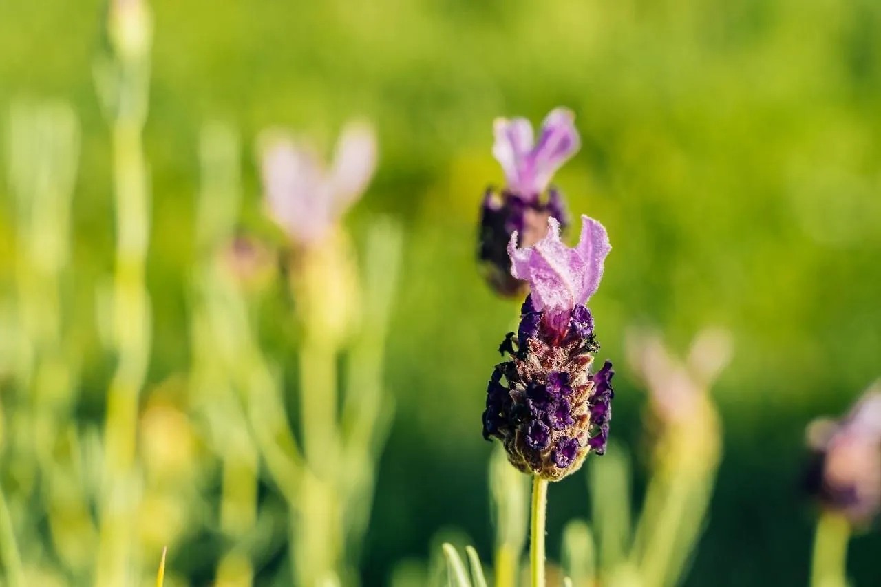 Farm stay Agriturismo Belfiore In Maremma Marina di Grosseto